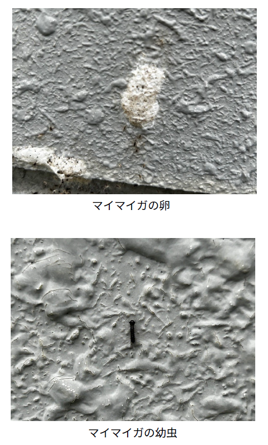 マイマイガの卵・幼虫